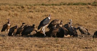 Community in Mumbai wants vultures to once again feed on their dead
