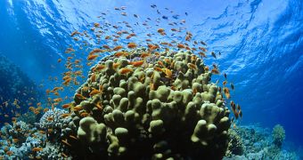 Particulate pollution now said to impair the growth of coral reefs