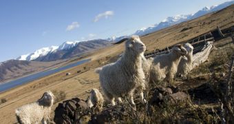Patagonian cashmere receives green certification