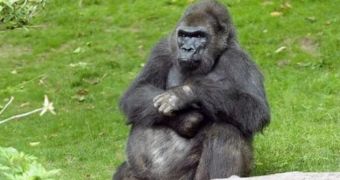 First ever New York-born gorilla dies at Bronx Zoo