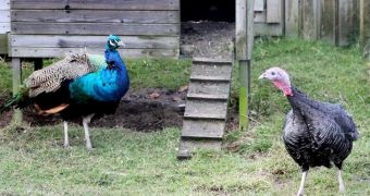 Peacock falls in love with a she-turkey, saves her life
