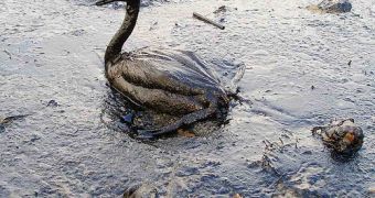 Researchers claim to have found a more efficient and financially friendly solution for managing oil spill