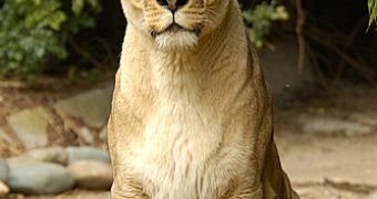 Lioness in India mates way to often, most likely because it cannot conceive