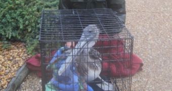 Pelican Tossed Around by Hurricane Sandy Gets Rescued