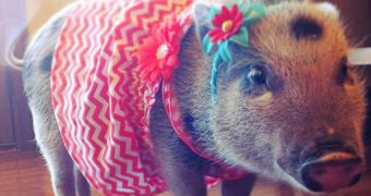 Fashionable pig has attracted a lot of fans on Instagram