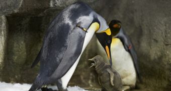 Two male penguins adopt a chick, start a family