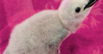 Pink Dot, one of the four chinstraps that hatched at the zoo this year