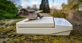 Penguin chick born at Chester Zoo in the UK earlier this year