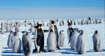 Emperor penguins are vulnerable to the effects of global warming on the ice shelfs they call home