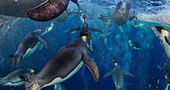 Wildlife photographer snags award for photo showing penguins under the icy waters of the Antarctic