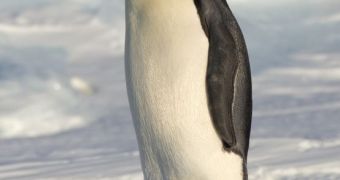 The Emperor penguins could be totally eradicated in about 5 decades