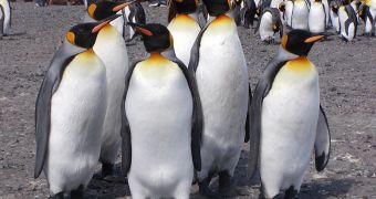 King penguins colony in South Georgia Islands