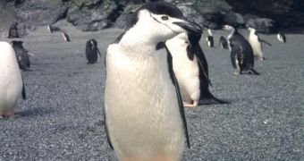 A penguin checking out a video camera and its photographer