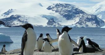 Adelie penguins do not care if their mates are handicapped