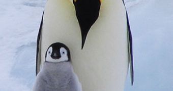 Penguin with baby