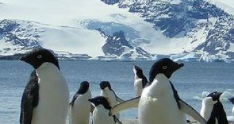 Penguins' Voice Reveals Fat “Daddies”