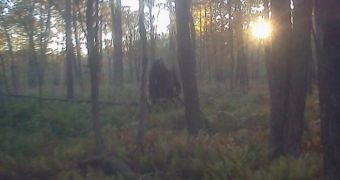 Viral Bigfoot photo is a hoax, this image of the same location was snapped after the original one