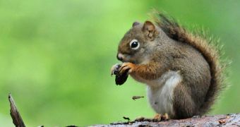 Man uses an air rifle to kill a squirrel, ends up in court