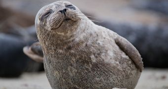 Mayor closes beach in San Diego, hopes to protect local seals