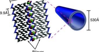 Emory University scientists have discovered that simple peptides can organize into bi-layer membranes