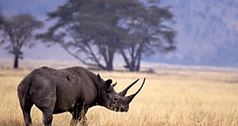 Dallas Safari Club auctions permit to hunt black rhino in Namibia's Mangetti National Park