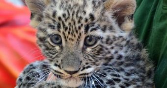 Persian leopard cub born at Budapest Zoo makes his public debut, visitors are delighted to see him