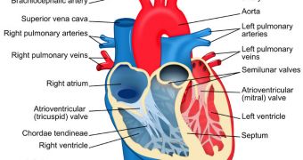 Pessimistic Patients Recover Slowly from Heart Problems