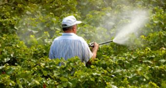 When combined with head injuries, pesticide exposure triples the risk of Parkinson's disease
