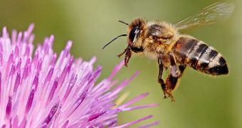 Pesticides that harm bees also harm the human brain