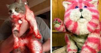Grey and white cat turns pink after crawling in rubbish
