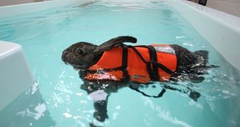 Rabbit hopes her swimming routine will improve on her arthritis