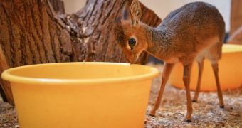 Dik-dik antelope living at Chester Zoo now plays "mom" to her younger brother