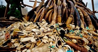 The Philippines announces plans to destroy its national ivory stock