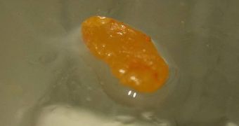 The chunk of phosphorus resembling amber stones