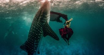 Models go swimming with whale sharks, all for the sake of conservation