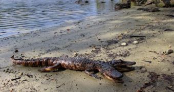Man claims to have snapped a photo of a two-headed alligator living in Florida
