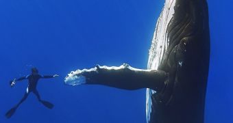 Diver comes stunningly close to a humpback whale
