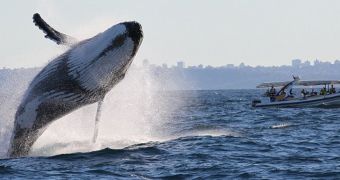 Humpback whale caught on camera while jumping out of the water