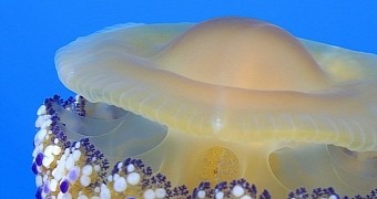 Odd jellyfish resembles a fried egg