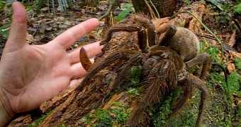 Photo of the Day: Lo and Behold, the Spider the Size of a Cat