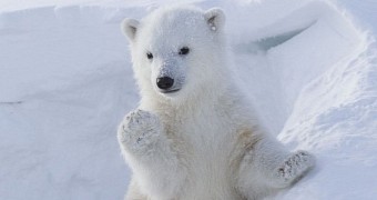 Adorable polar bear cub seems to be waving wildlife photographer hello