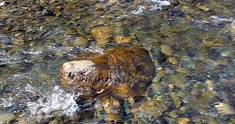 This rock looks strikingly similar to a crocodile's head