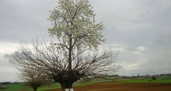 Photo shows a cherry tree growing right on top of a mulberry tree