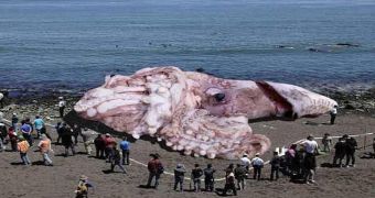 Photo of the Giant Squid Washed on Santa Monica Beach Just Another Hoax