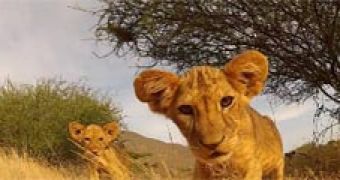 Photographer Captures Moment Lion Cub Waves 'Hi' to GoPro Camera