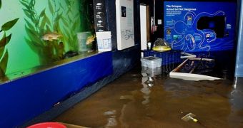 Photos of Flooded NY Aquarium Hit the Public Eye
