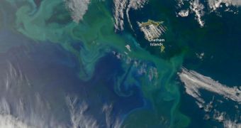 Aqua image of the massive phytoplankton bloom around the Chatham Islands