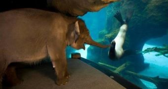 Picture Shows Elephant Befriending Sea Lion During Morning Walk