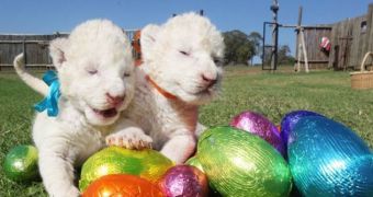 White lion cubs living in South Africa play around with Easter Eggs