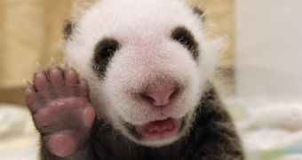 5-week-old panda waves at the camera (click to see full image)